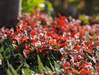 Close-up of red flowering plant