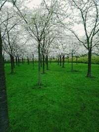 View of trees in park