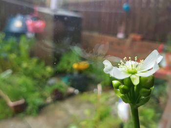 Close-up of flowers blooming outdoors