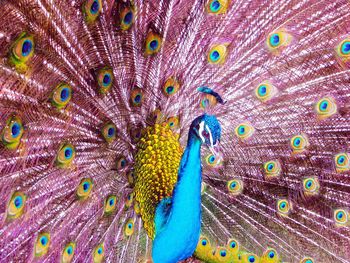 Full frame shot of peacock