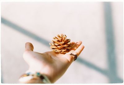 Close-up of woman holding pine cone against white wall