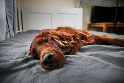 Portrait of dog lying on bed at home