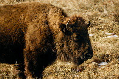 Close-up of bison head