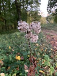 Close-up of wilted flowering plant on field