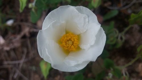Close-up of white rose flower