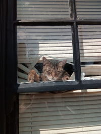 Cat sleeping on window