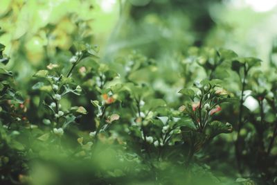 Close-up of berries growing on plant