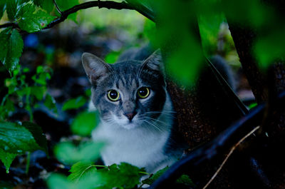 Portrait of cat by wet plants on field