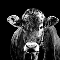 Portrait of cow against black background