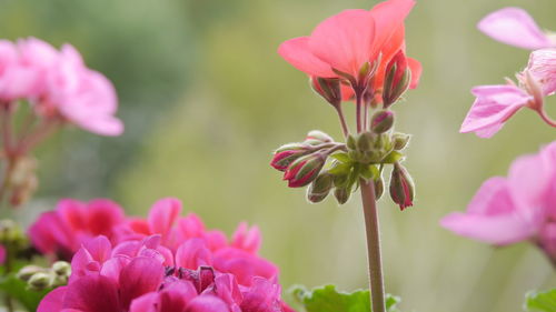 Close-up of pink flowering plants