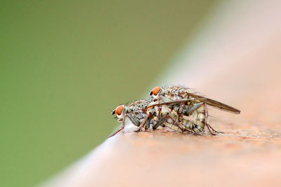 Flies mating on retaining wall