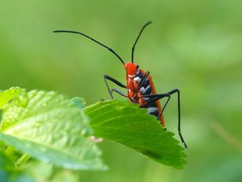 Close-up of insect on red leaf