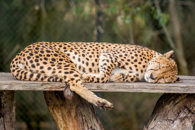 Full length of cheetah sleeping in cage