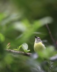 Close-up of bird perching on plant