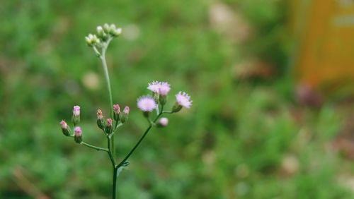 Close-up of flowers blooming outdoors