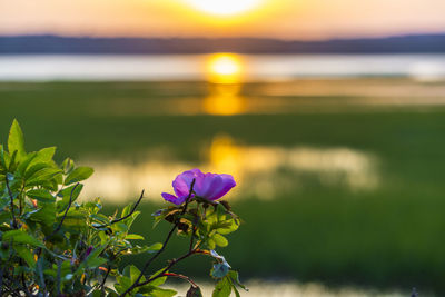 Close-up of purple flowering plant against sky during sunset