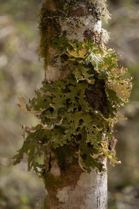 Close-up of moss growing on tree trunk