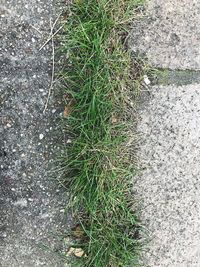 High angle view of grass on field