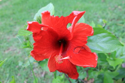 Close-up of red flower blooming outdoors