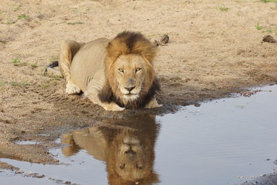 Close-up of lion resting on lakeshore