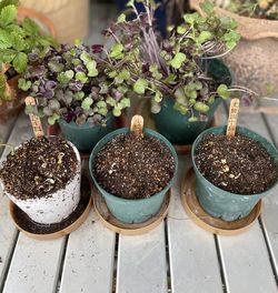 High angle view of potted plants on table
