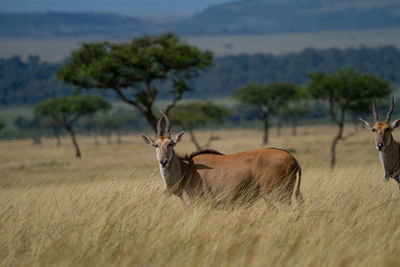 Eland - the largest antelope in the world, in a field