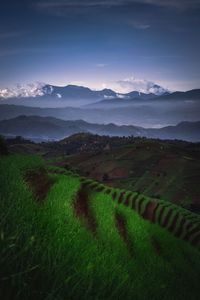Scenic view of agricultural field against sky