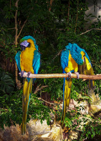 Two birds perching on a tree