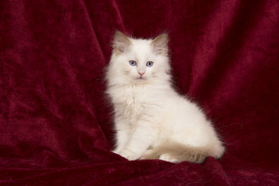 Pretty ragdoll kitten sitting on a red velvet background