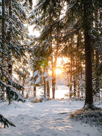 Sunlight streaming through trees in snow covered forest