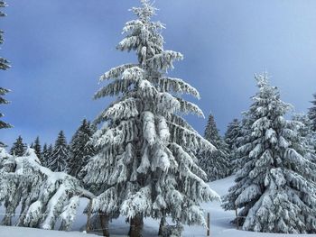 Low angle view of trees against clear sky during winter