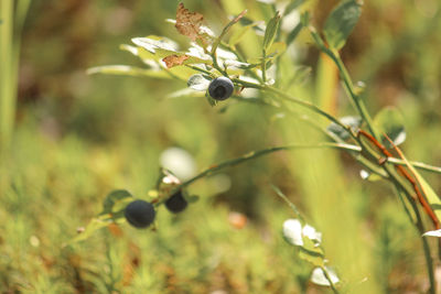 Close-up of berries on plant