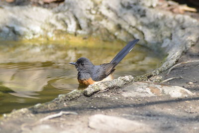 Bird perching on rock