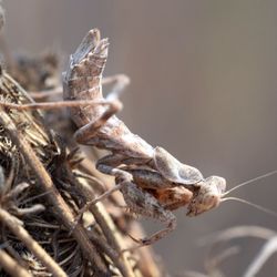 Close-up of dry leaf