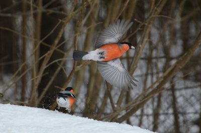 Bird perching on bare tree during winter