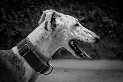 Close-up of dog