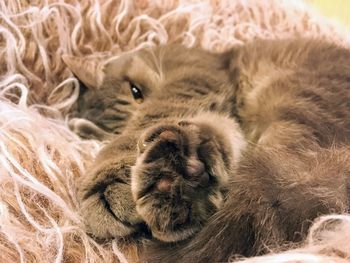 Close-up of cat sleeping