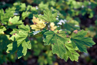 Close-up of green leaves