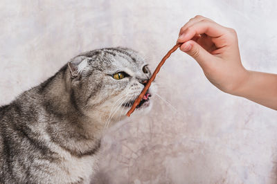 animal
