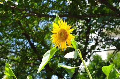 Close-up of yellow flower