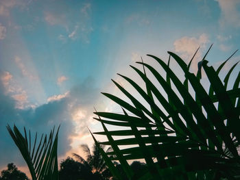 Low angle view of palm trees against sky