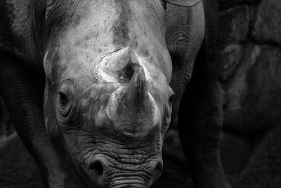 Close-up of elephant