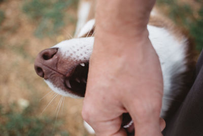 Close-up of a dog