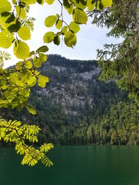 Plants by lake against mountain