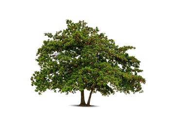 Tree against white background