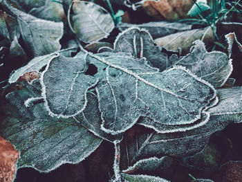 Close-up of dry leaves during winter