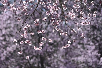 Close-up of pink flowers