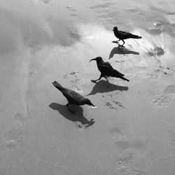 High angle view of birds on beach