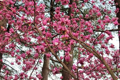 Low angle view of pink flowers blooming on tree