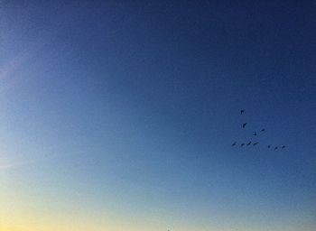 Low angle view of birds flying in sky